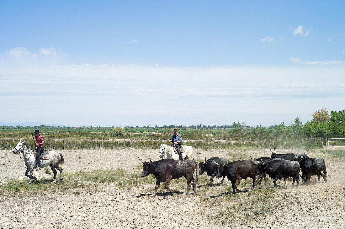 Gardians und Stiere auf der Manade, bei Aigues-Mortes, Camargue, Gard, Languedoc-Roussillon, Frankreich