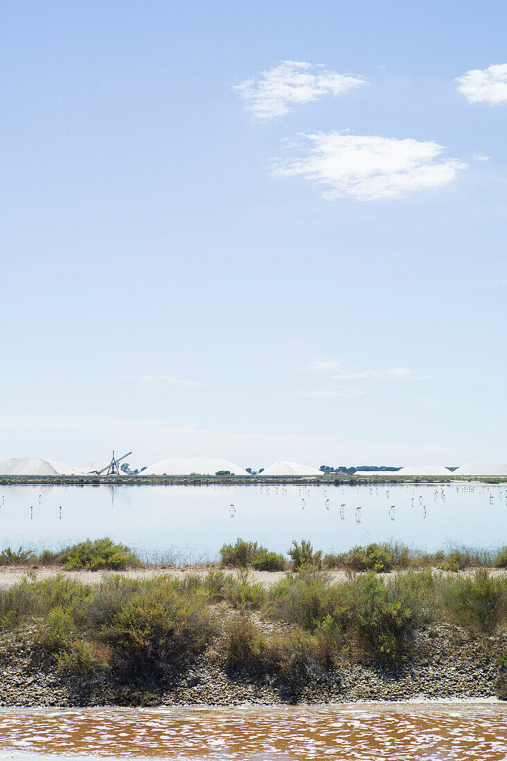 Flamingos in den Salinen bei Aigues-Mortes, Camargue, Gard, Languedoc-Roussillon, Frankreich