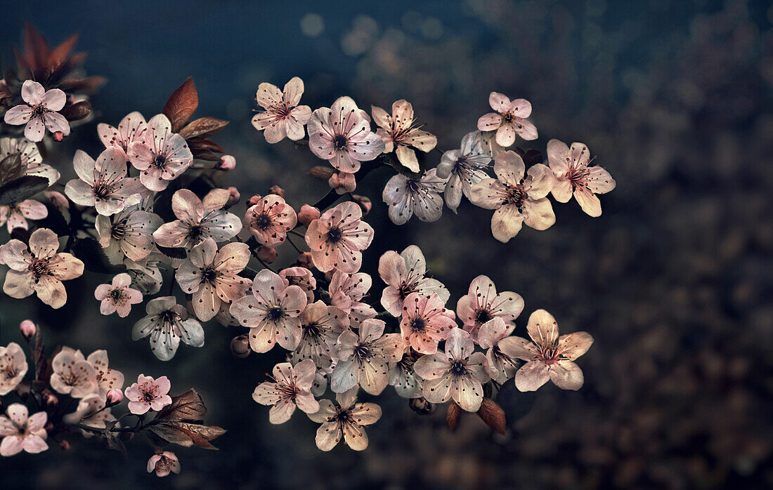 Cherry blossoms at night, Kyoto, Japan