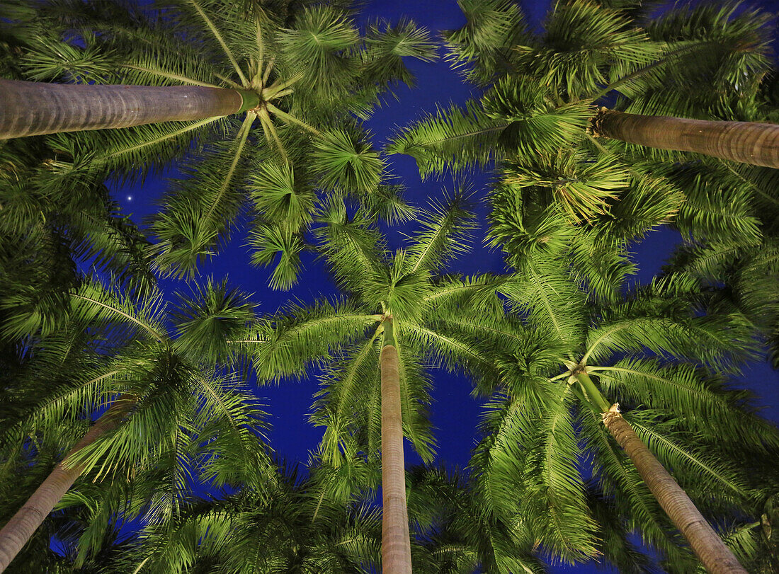 Palmen bei Nacht, Manila, Philippinen, Asien