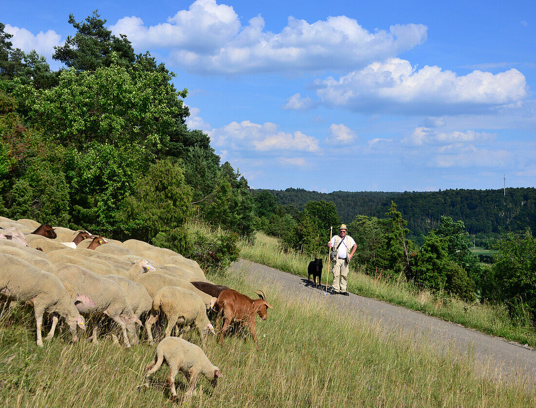 Schafe und Ziegen in der Gungoldinger Heide im Altmühltal, Nord-Oberbayern, Bayern, Deutschland