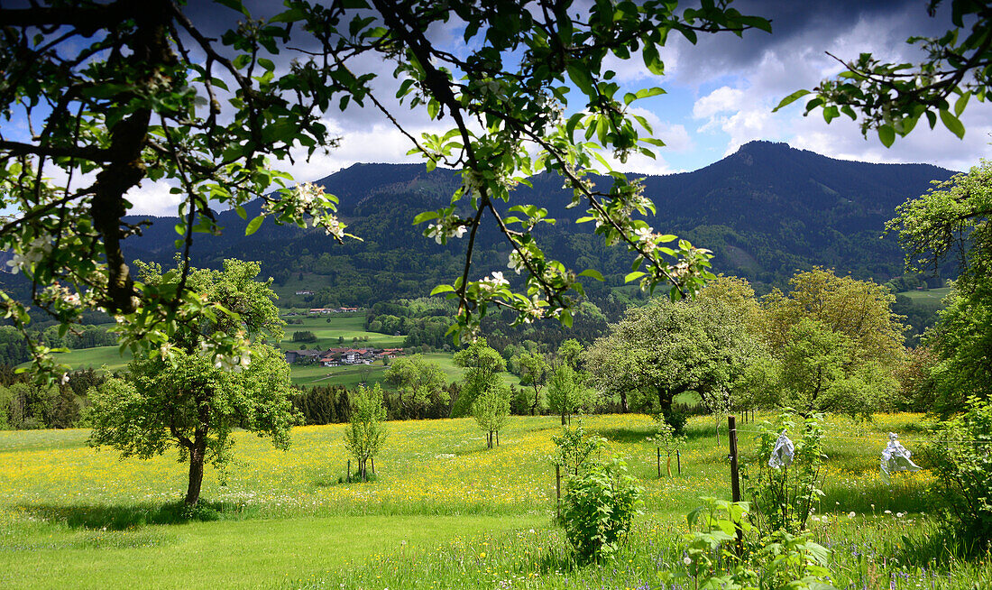 Frühling bei Brunn am Samerberg, Chiemgau, Oberbayern, Bayern, Deutschland