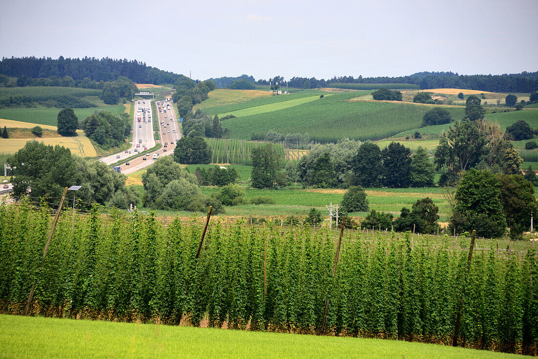 Hopfenanbau in der Hallertau bei Pfaffenhofen mit Autobahn, Nord-Oberbayern, Bayern, Deutschland
