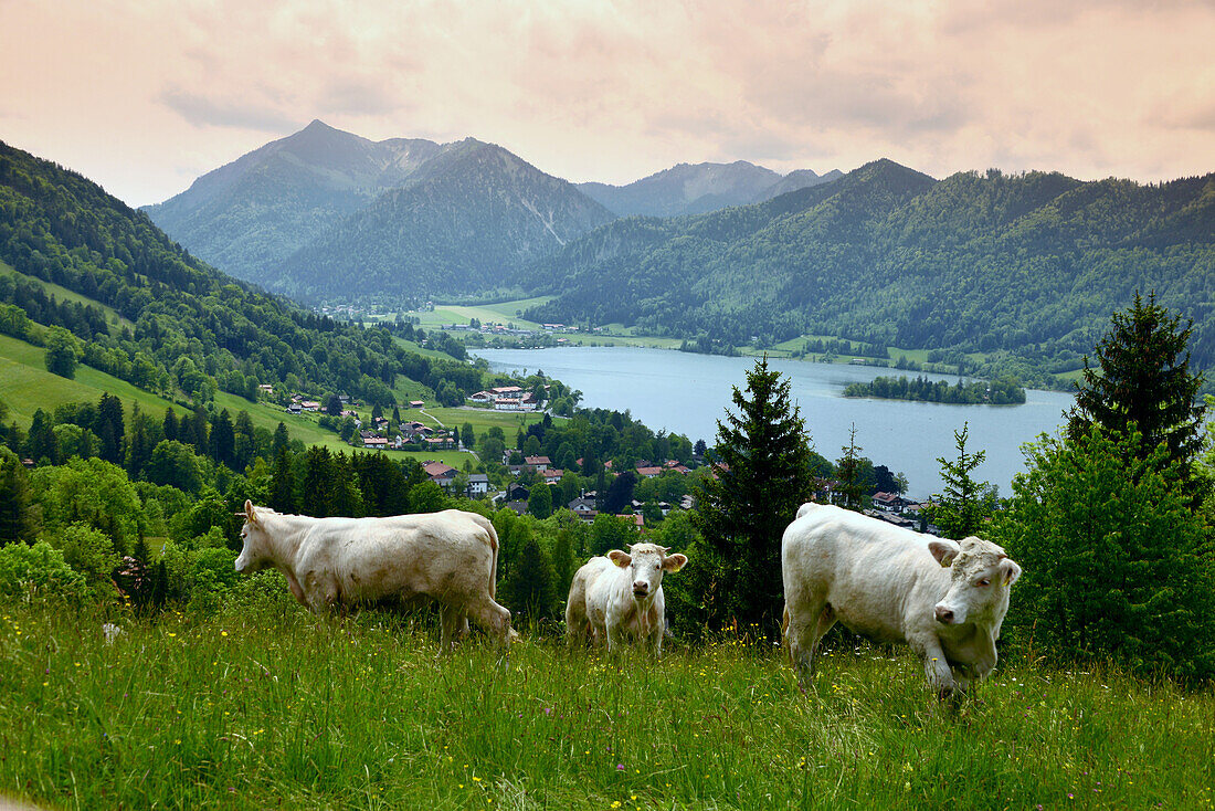 Blick auf den Schliersee, Oberbayern, Bayern, Deutschland