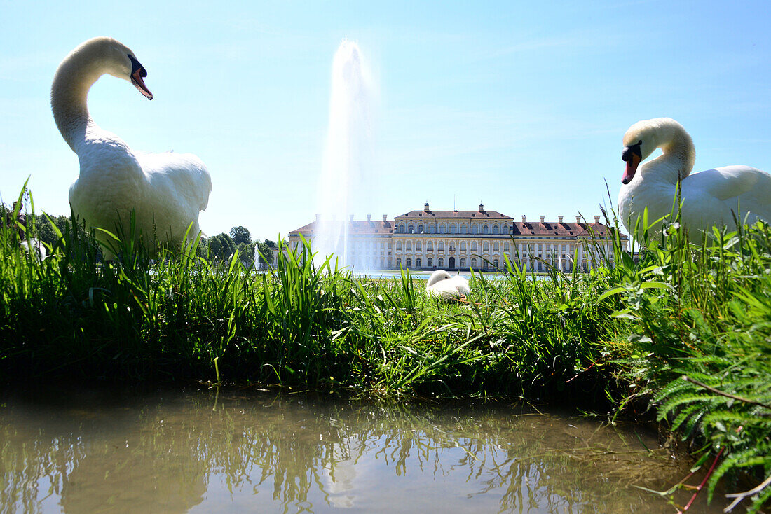 Schwäne, Schloß Schleißheim bei München, Bayern, Deutschland