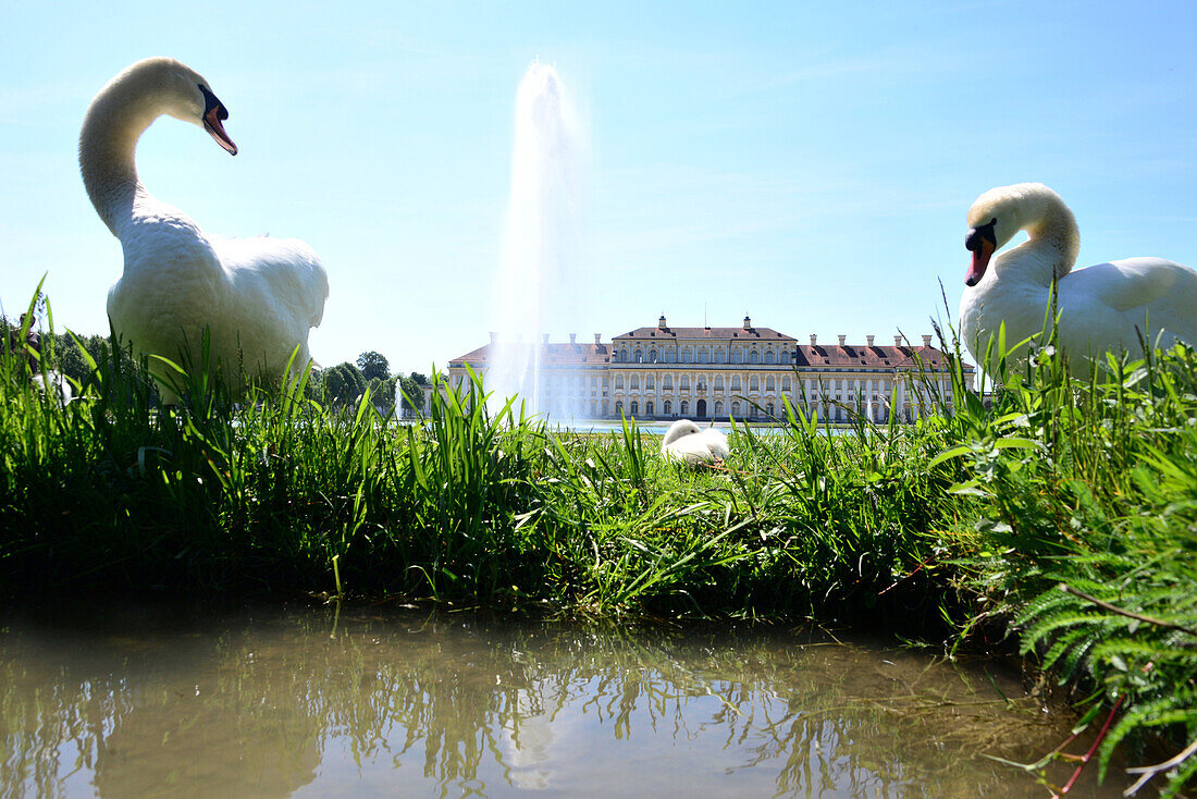 Swans at Schleissheim Palace, near Munich, Bavaria, Germany