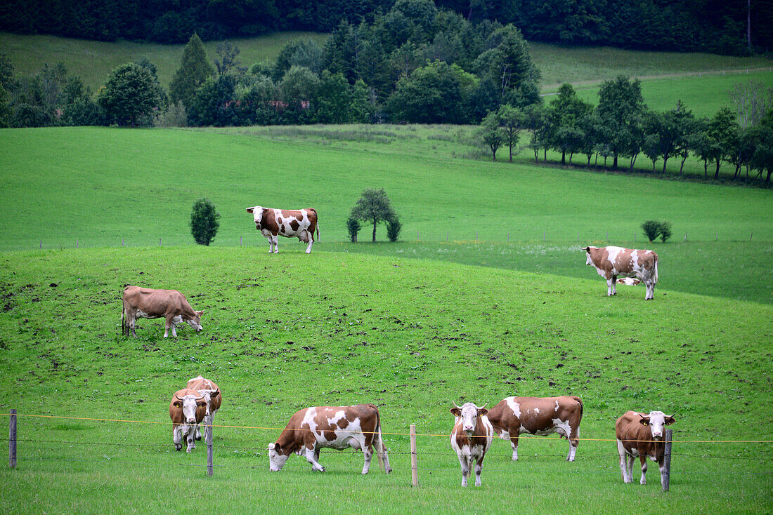 Cows grazing in a field near Fischbachau, Upper Bavaria, Bavaria, Germany