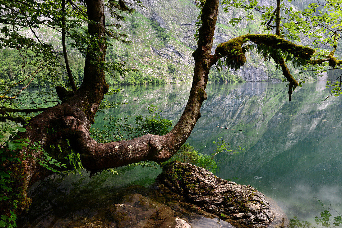 Lake Obersee at Koenigssee, Berchtesgaden, Upper Bavaria, Bavaria, Germany