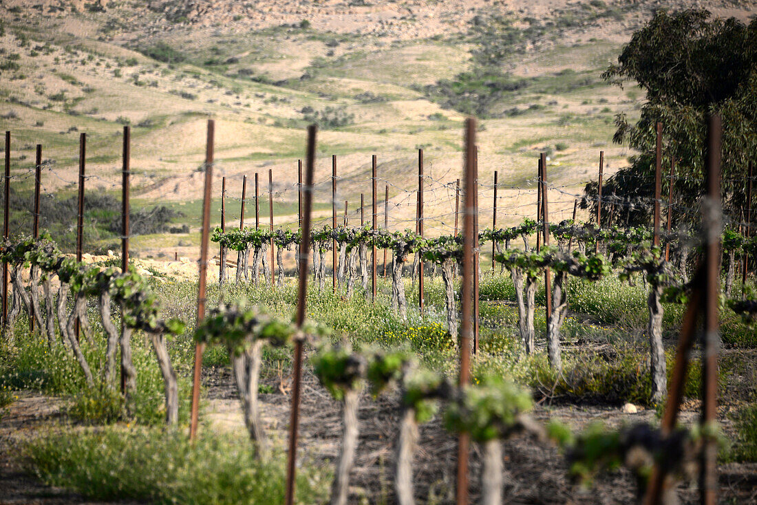 Wine, Boker Farm near Sede Boker, Desert of Negev, South-Israel, Israel