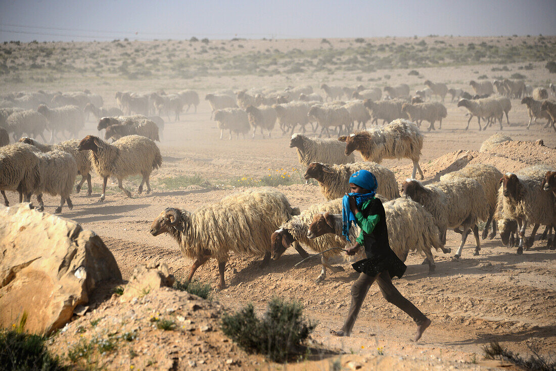 Nomad with flock of sheep along street 211 in Shivta Nationl Park, Desert of Negev, South-Israel, Israel