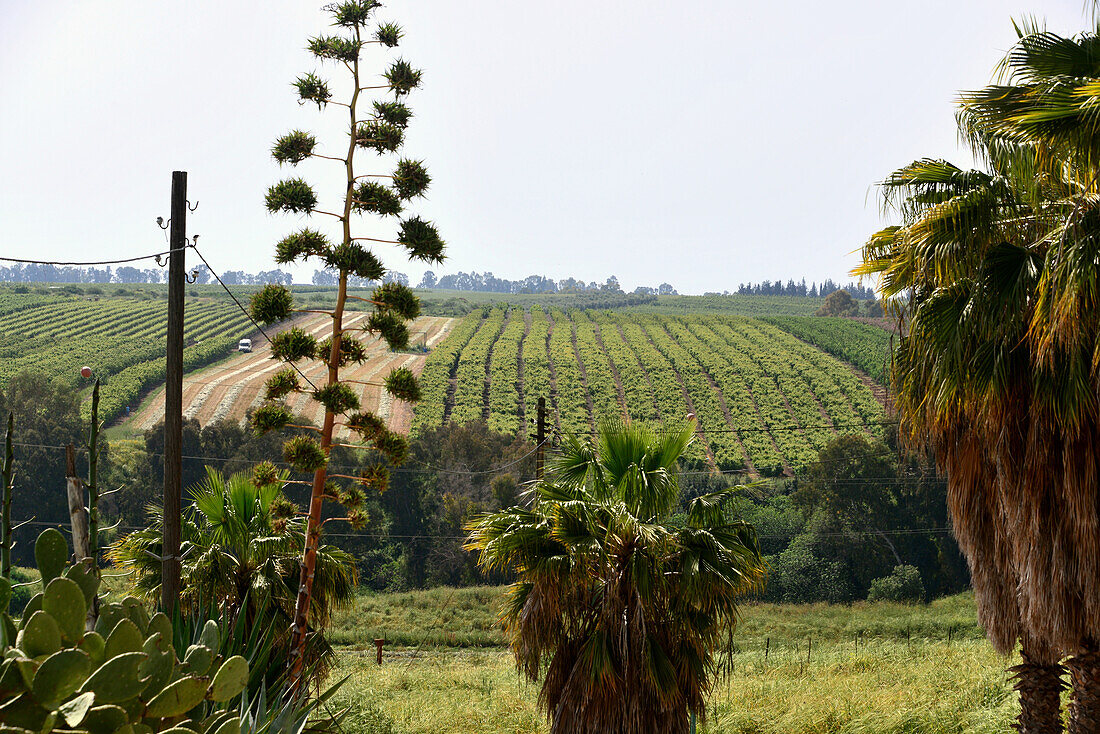 Landschaft bei Tel Hazor bei Safed in Galiläa, Nord-Israel, Israel