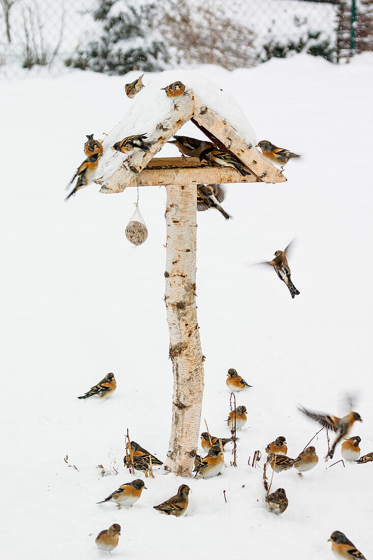 Bergfinken an Futterhaus im Garten, Vogelfütterung, Fringilla montifringilla, Winter, Bayern, Deutschland