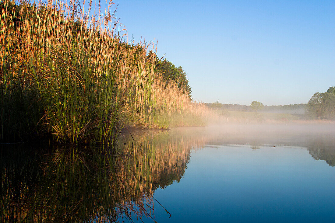 Pond in morning mist, Upper Bavaria, Germany, Europe