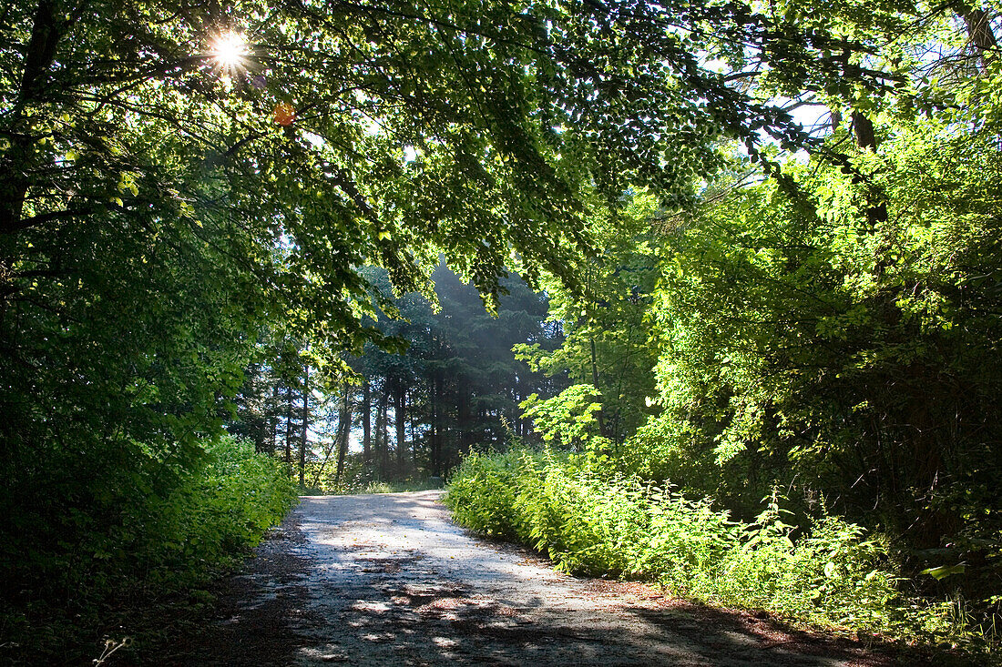track in forest, backlit, Bavaria, Germany