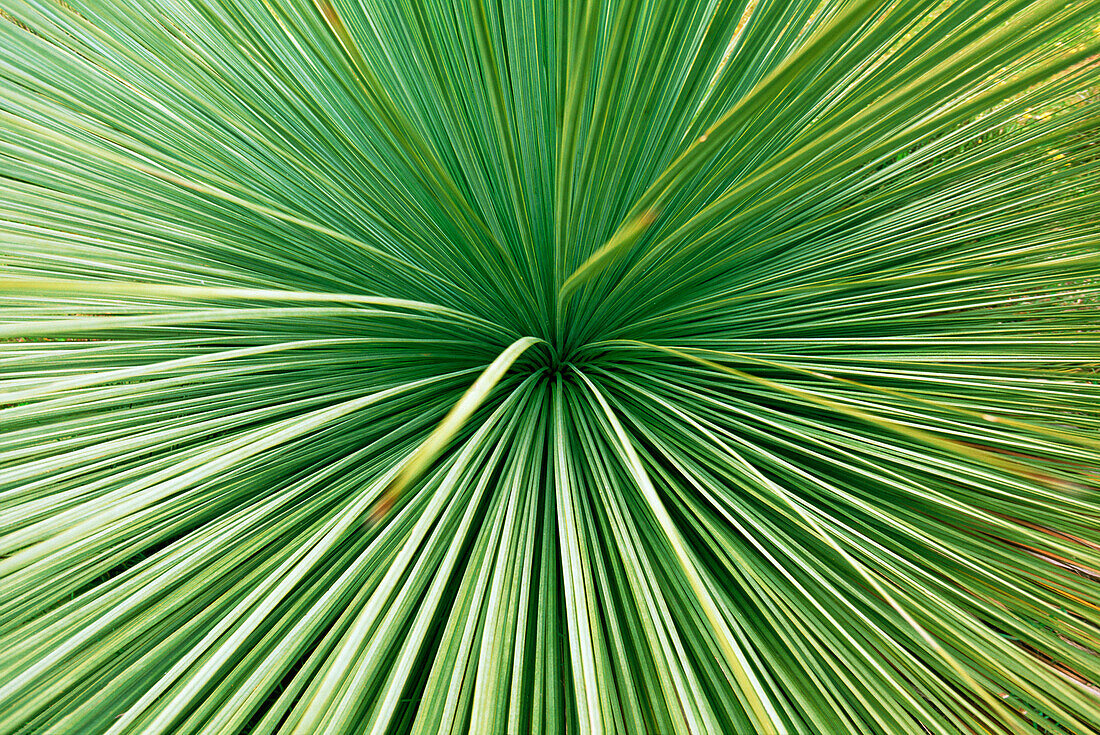 Grasbaum, Xanthorrhoeaceae, Australien