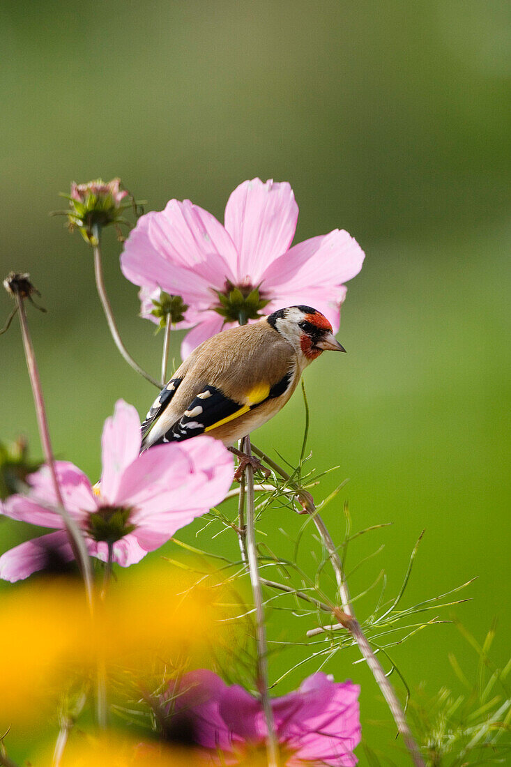 Goldfinch at flower, Carduelis carduelis, Europe