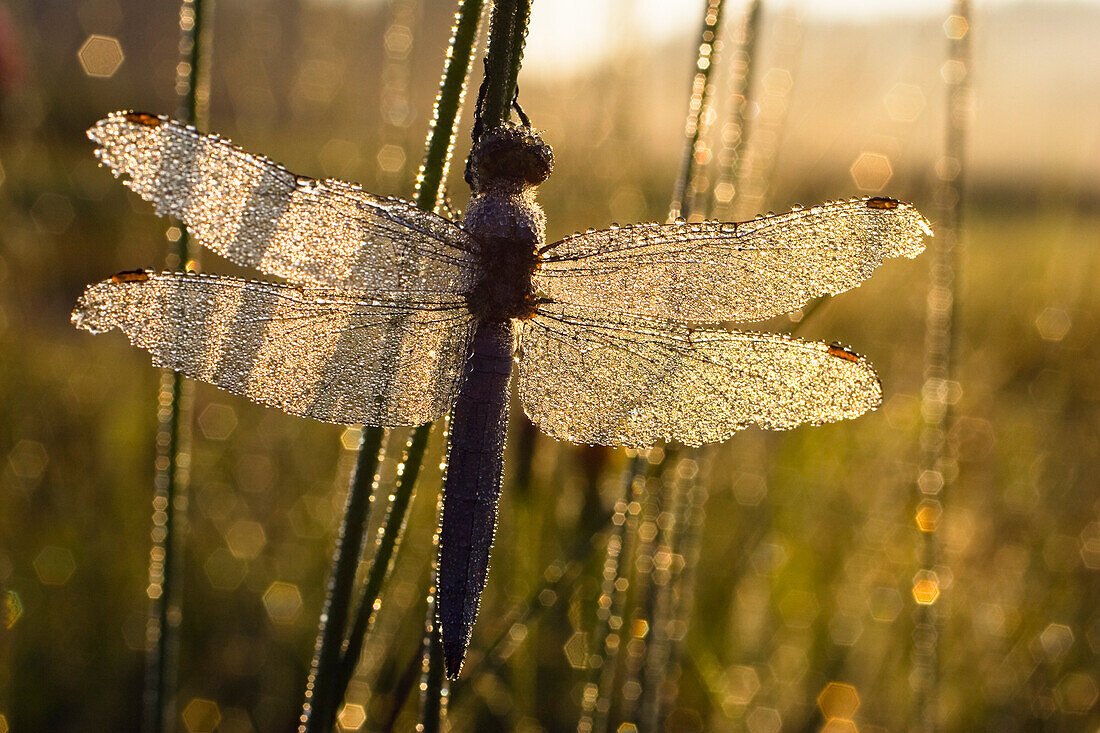 Southern Skimmer Dragonfly, Orthetrum brunneum, male, Upper Bavaria, Germany