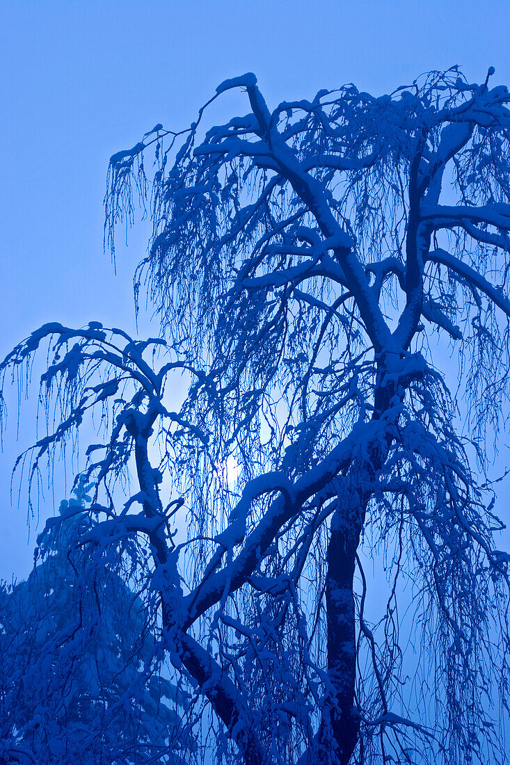Verschneiter Baum bei Mondschein, Oberbayern, Deutschland