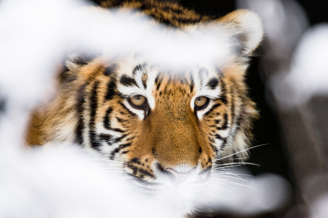 Siberian Tiger in snow, Panthera tigris altaica, captive
