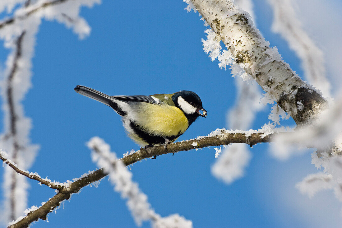 Great Tit, whitefrost, Parus major, Bavaria, Germany