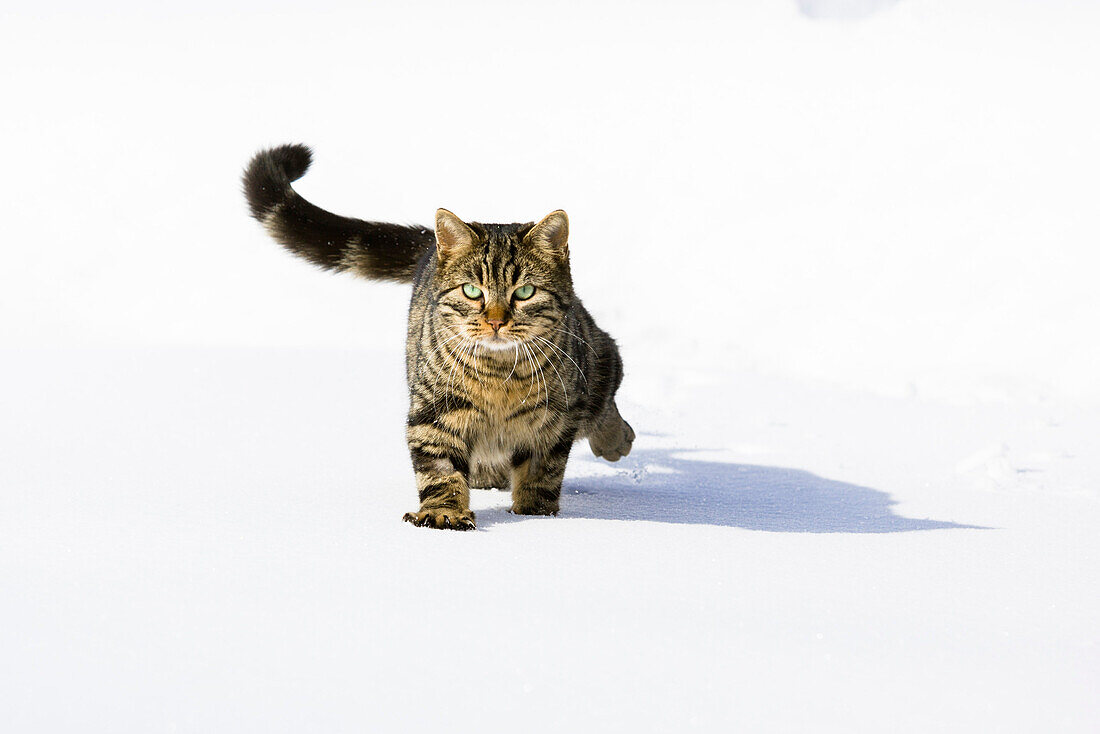 cat running in snow, domestic cat, male, Germany