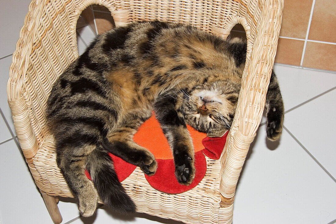 cat sleeping on chair, domestic cat, male, Germany