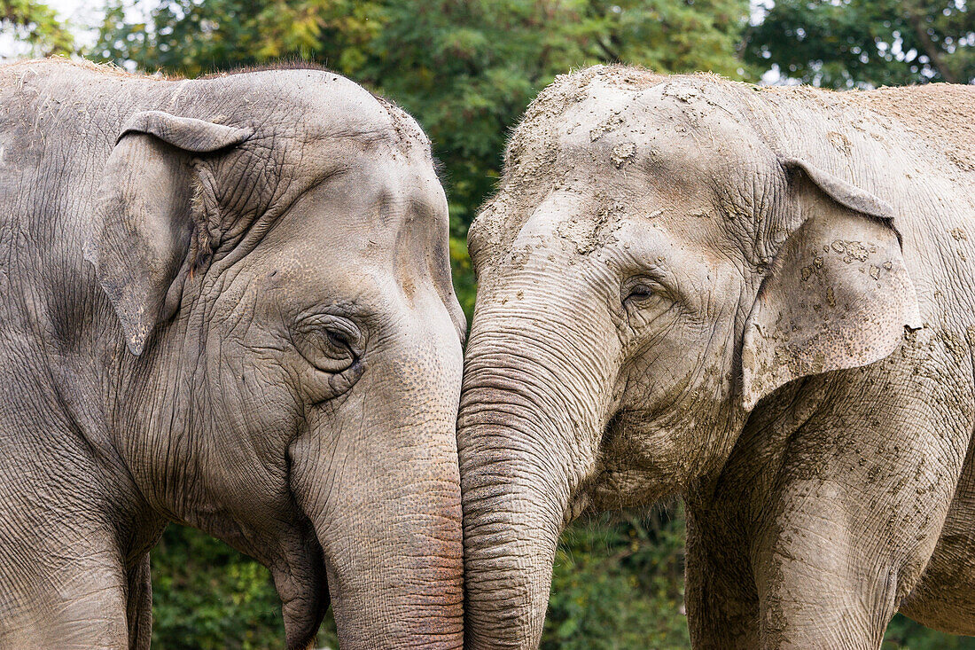 Asian Elephants, Elephas maximus, Zoo
