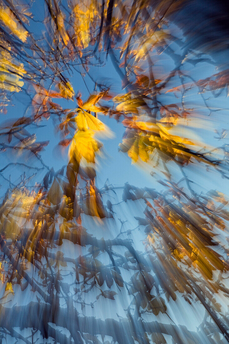 abstract autumntree, Horse Chestnut Tree, Aesculus hippocastanum, Germany