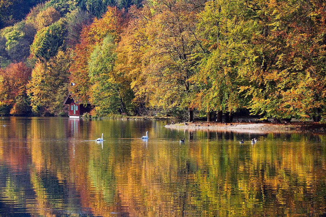 Autumn at lake Hinterbruehler See, Munich, Upper Bavaria, Germany