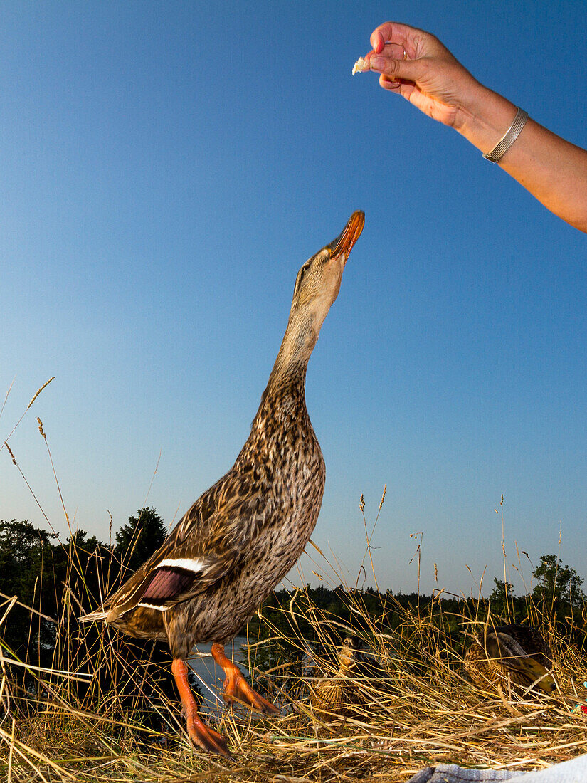 Mallard female beeing fed, Anas platyrhynchos, Germany