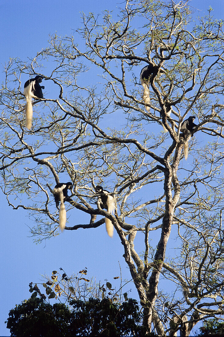 Guerezas, Colobus guereza, Regenwald, Arusha Nationalpark, Tansania, Ostafrika