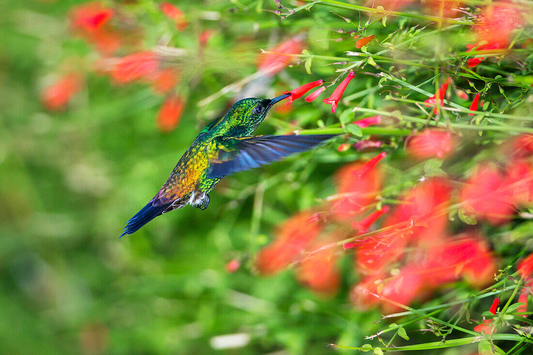 Kolibri, Kupferbürzelamazilie, Männchen, Saucerottia tobaci, Tobago, West Indies, Südamerika