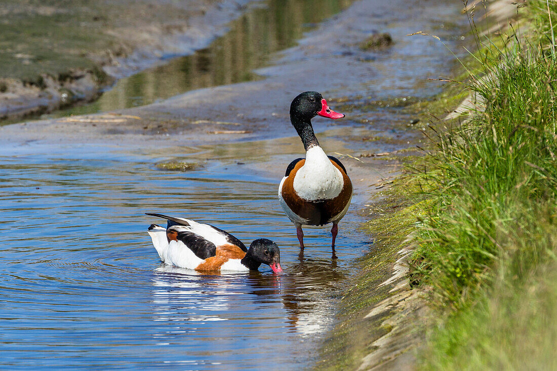 Brandenten-Paar, Tadorna tadorna, Ostfriesische Inseln, Nationalpark Nidersächsisches Wattenmeer, Niedersachsen, Deutschland