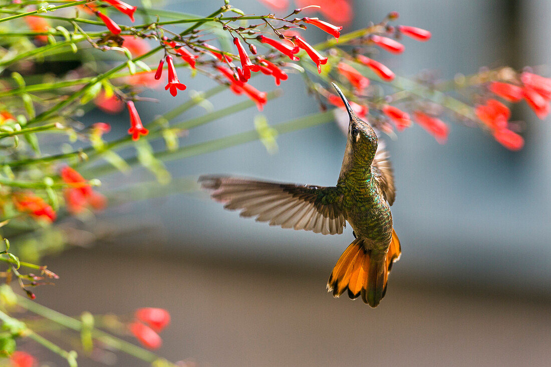 Hairy Hermit Hummingbird, female, Glaucis hirsuta insularum, Tobago, West Indies, South America