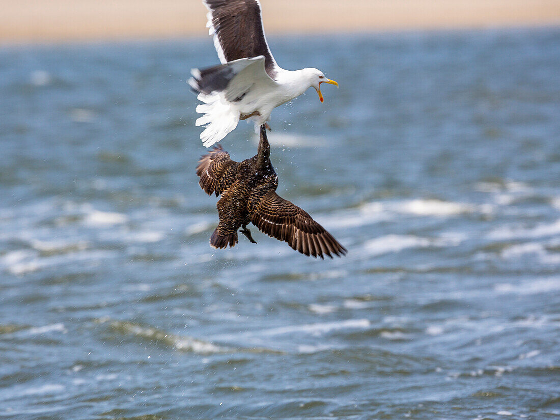 Eiderente greift Mantelmöwe an, Somateria mollissima, Larus marinus, Ostfriesische Inseln, Nationalpark Nidersächsisches Wattenmeer, Niedersachsen, Deutschland