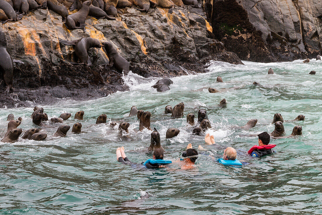 Schwimmen mit Seelöwen auf den Palomino Inseln, Mähnenrobben, Otaria flavescens, Islas Palomino, Peru, Südamerika