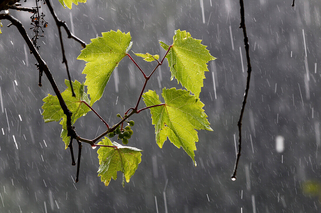 Weintblätter bei Regen, Vitis vinifera, Europa