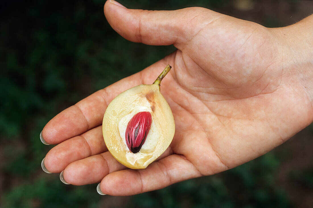 nutmeg fruit in hand, Myristica fragrans, Zanzibar, Africa