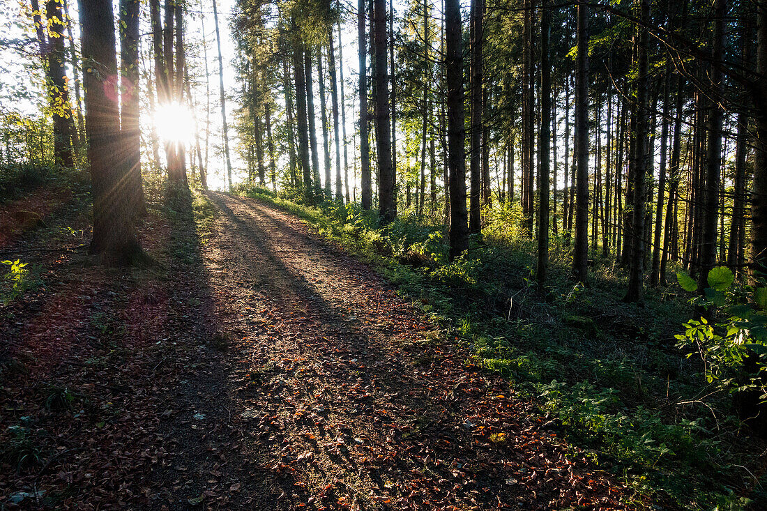 Waldweg, Waldimpression mit Sonne, Oberbayern, Deutschland