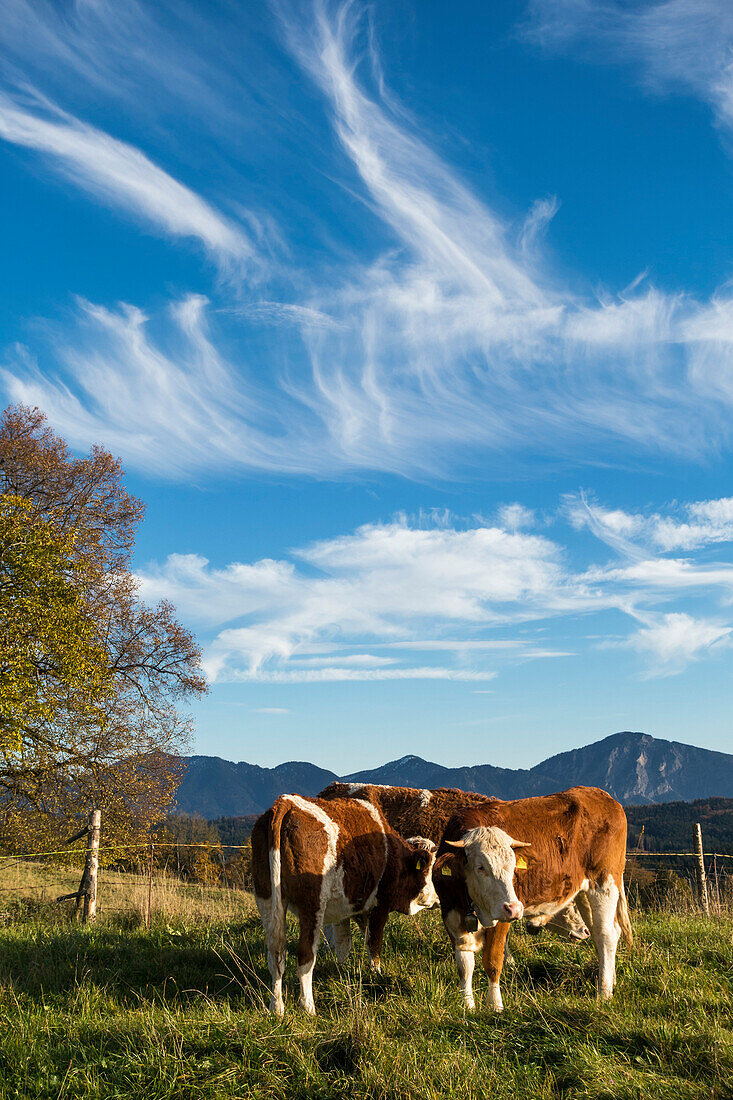 Kühe auf der Aidlinger Höhe, Oberbayern, Deutschland, Europa