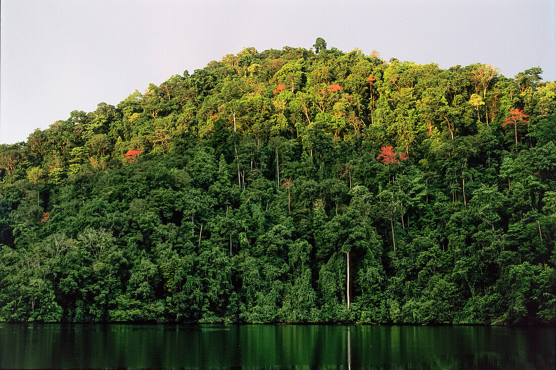tropical rainforest, Salawati Island, West Papua, New Guinea, Indonesia