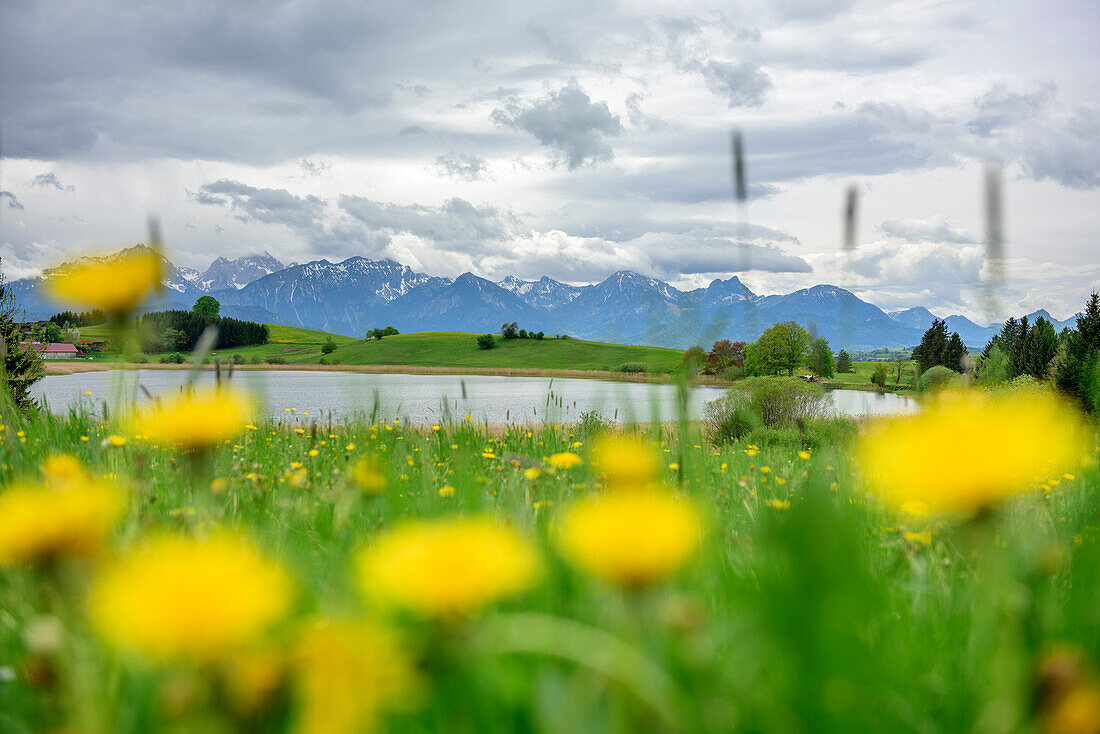 Meadow with flowers and small lake with view towards Tannheim Mountains, lake Forggensee, Ammergau Alps, Allgaeu, Swabia, Bavaria, Germany