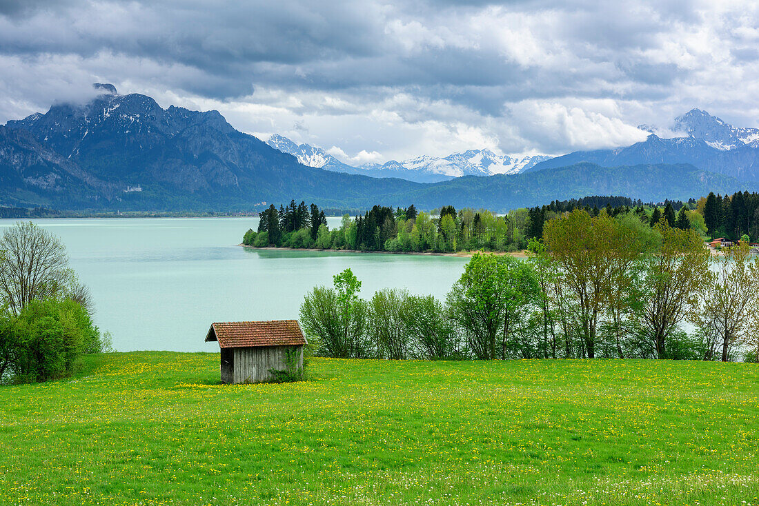 Blumenwiese über Forggensee mit Blick auf Säuling und Tannheimer Berge, Forggensee, Ammergauer Alpen, Allgäu, Schwaben, Bayern, Deutschland