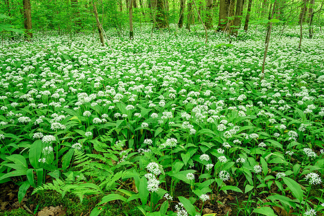 Wild garlic in blossom in forest, Allium ursinum, Upper Bavaria, Bavaria, Germany