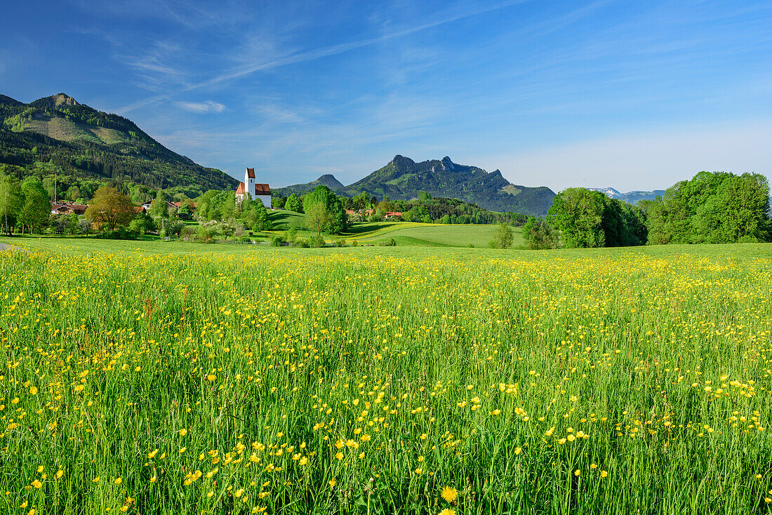 Meadow with flowers in front of Grainbach with Feuchteck and Heuberg, Grainbach, Samerberg, Chiemgau Alps, Upper Bavaria, Bavaria, Germany