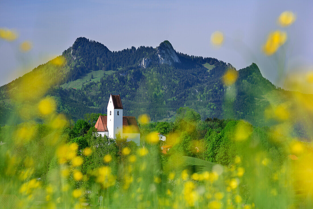 Meadow with flowers in front of Grainbach with Heuberg, Grainbach, Samerberg, Chiemgau Alps, Upper Bavaria, Bavaria, Germany
