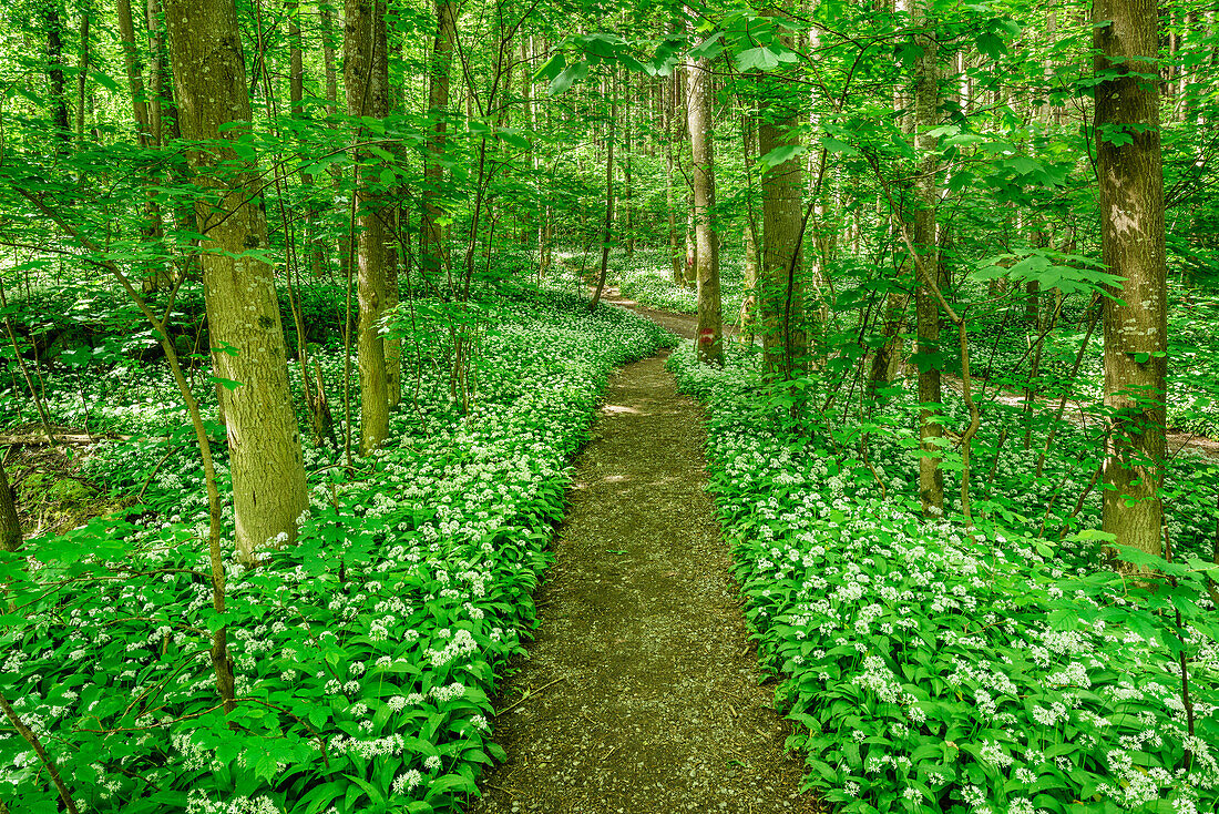Path leading through wild garlic in blossom in forest, Allium ursinum, Upper Bavaria, Bavaria, Germany