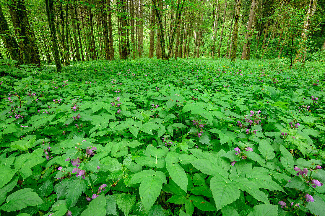 Hochwald mit Giersch und blühenden Taubnesseln, Oberbayern, Bayern, Deutschland