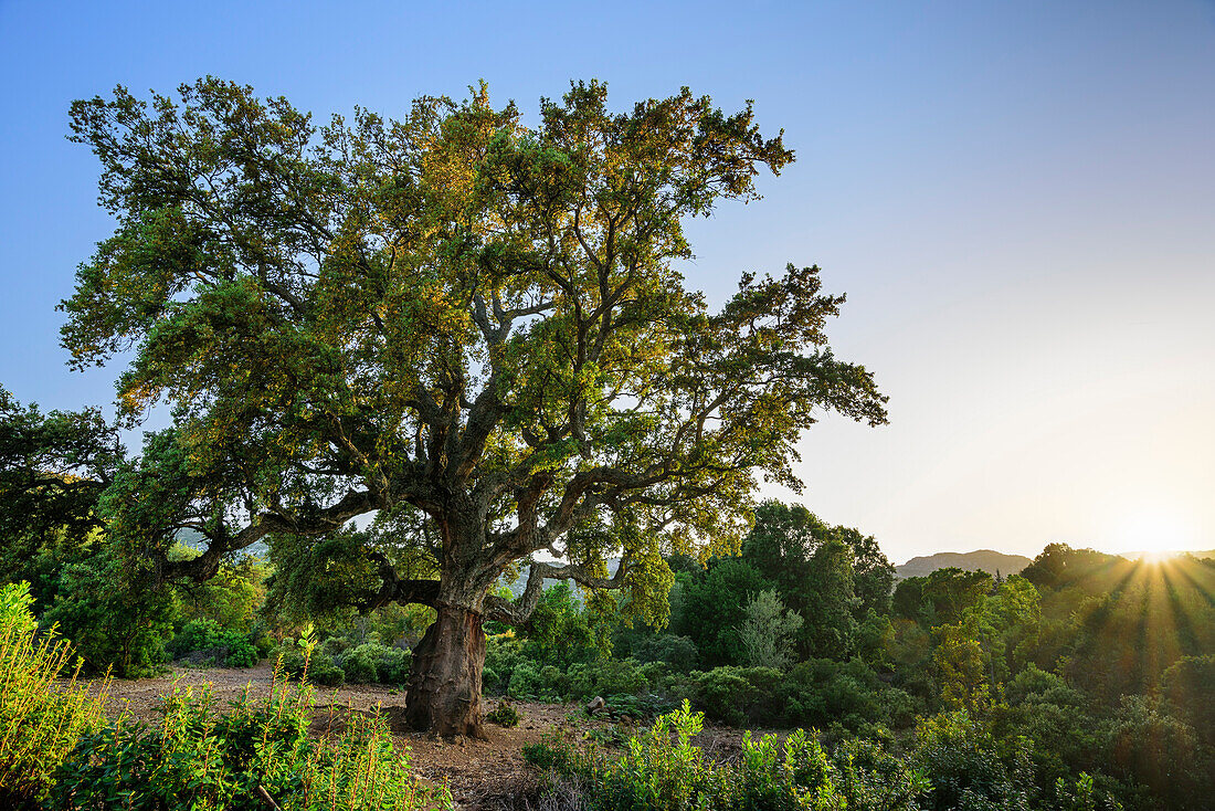 Cork tree, National Park of the Bay of Orosei and Gennargentu, Sardinia, Italy