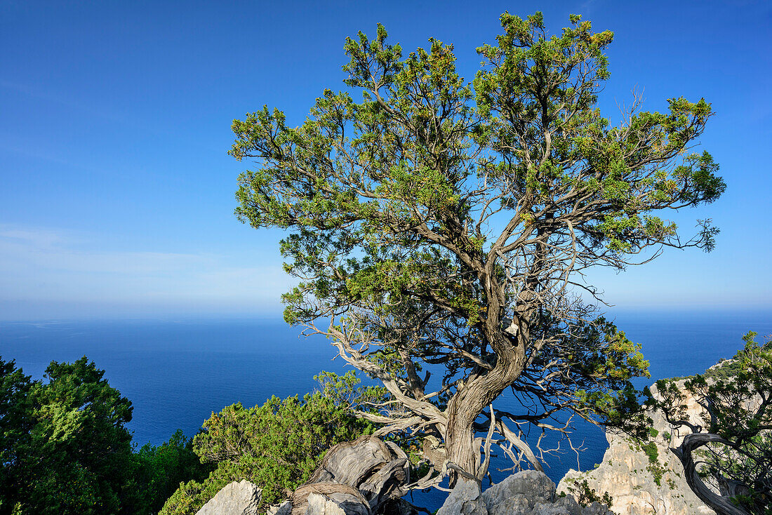 Juniper tree above Mediterranean, Selvaggio Blu, National Park of the Bay of Orosei and Gennargentu, Sardinia, Italy